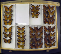 Media resource of Danaus erippus