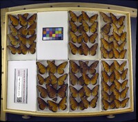 Media resource of Danaus gilippus