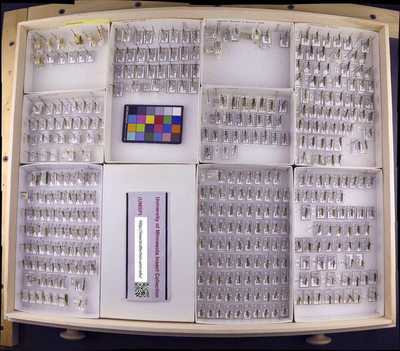 Ceratopsyche vexa image