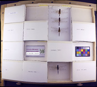 Media resource of Tramea abdominalis