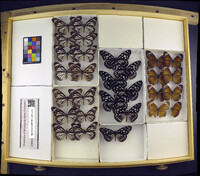 Media resource of Danaus melanippus