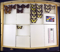 Media resource of Danaus affinis