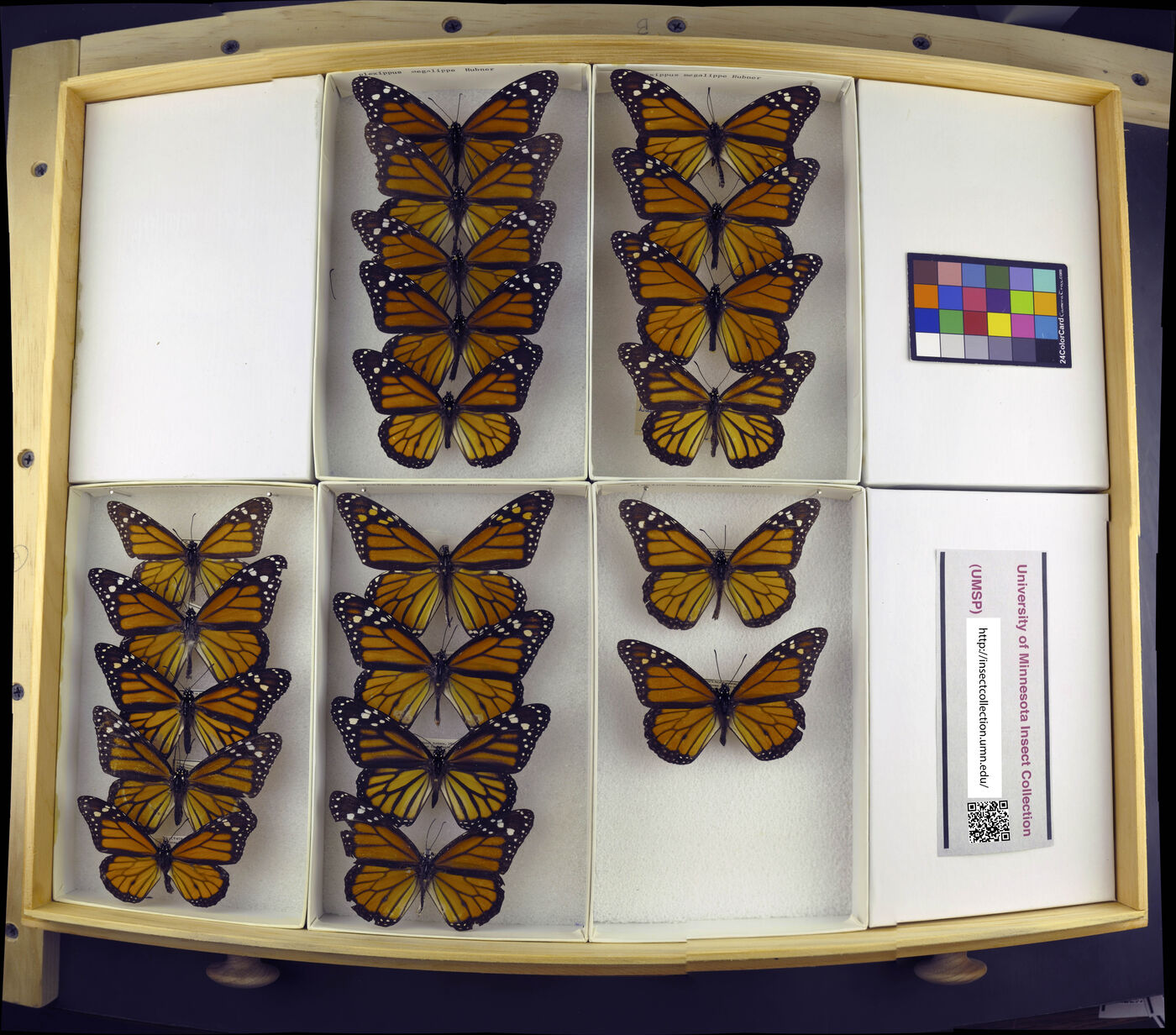 Danaus plexippus megalippe image