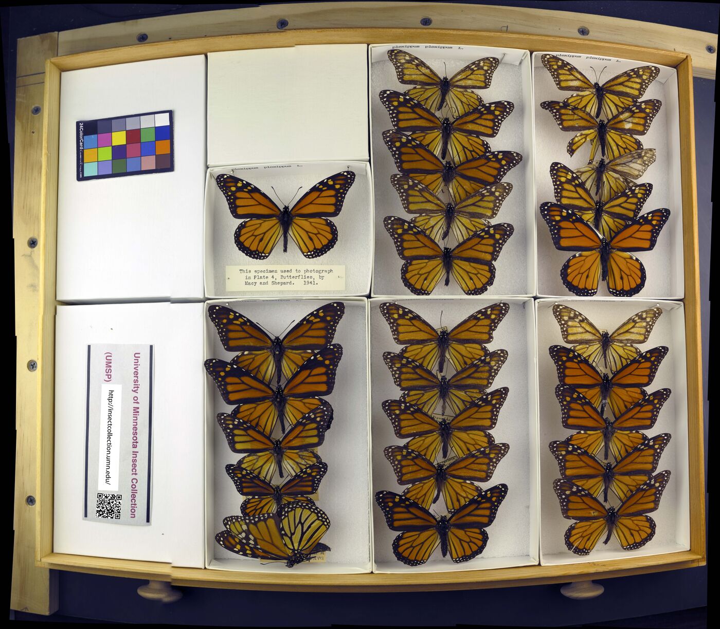 Danaus plexippus plexippus image