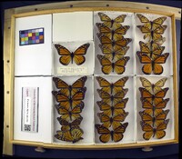 Danaus plexippus image