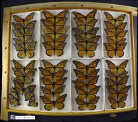 Danaus plexippus image