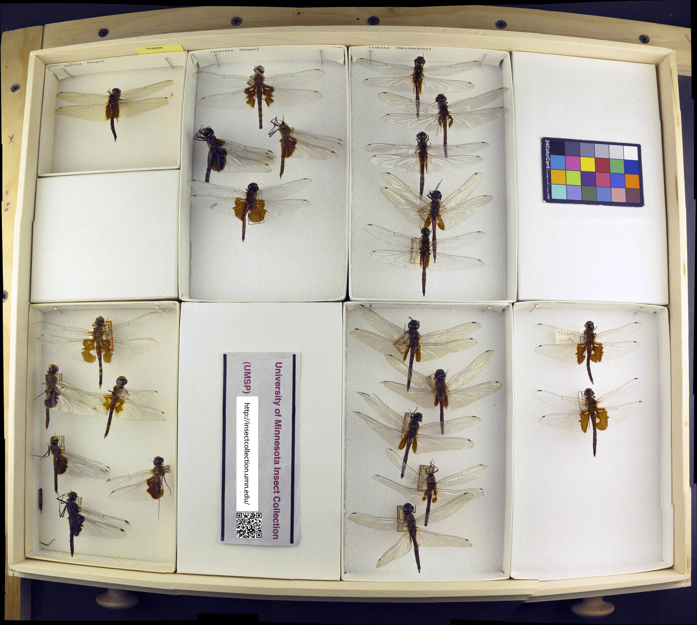 Tramea lacerata image