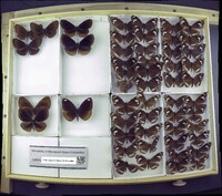 Media resource of Euploea albicosta
