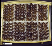 Media resource of Euploea algea