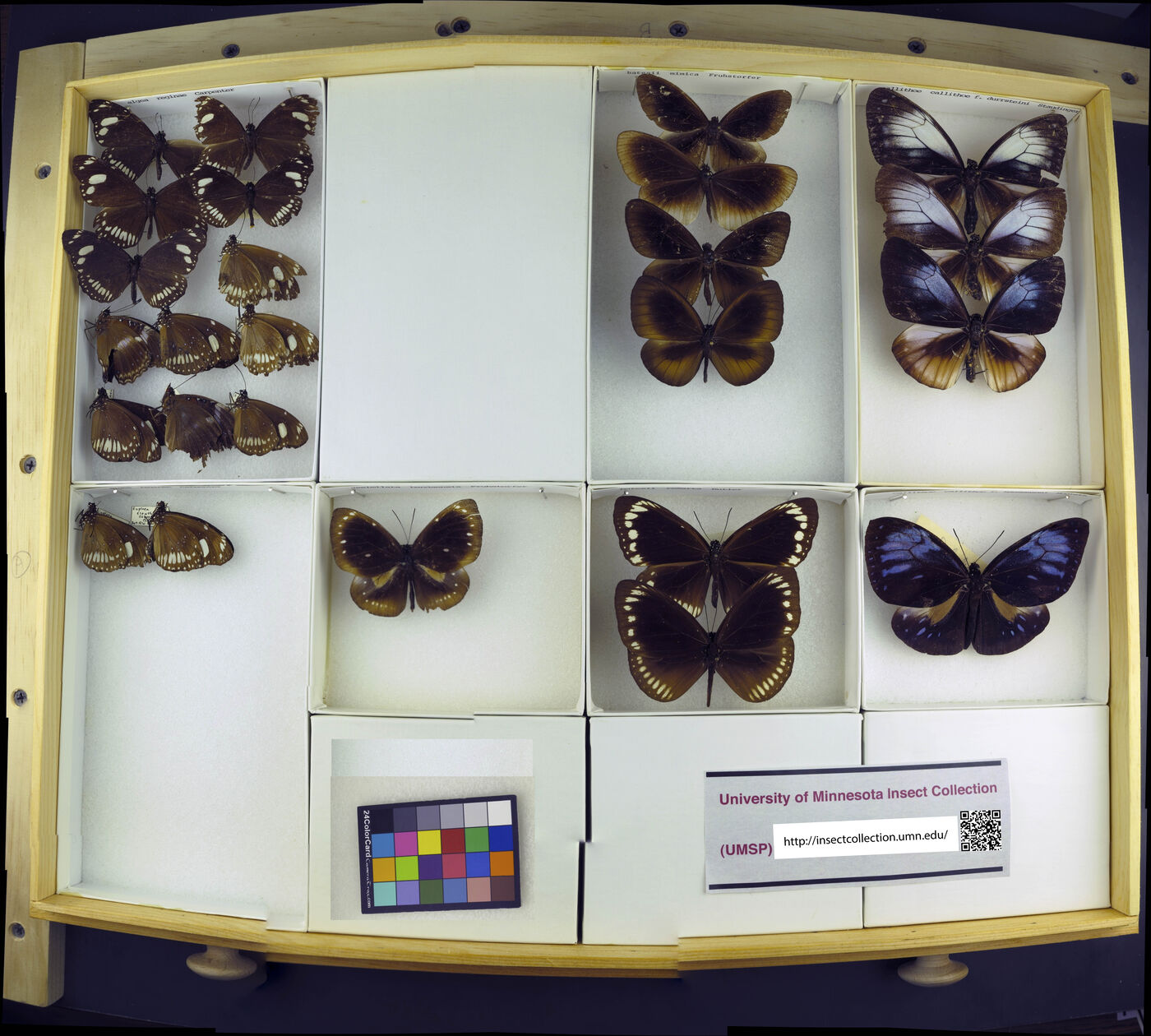 Euploea batesii image