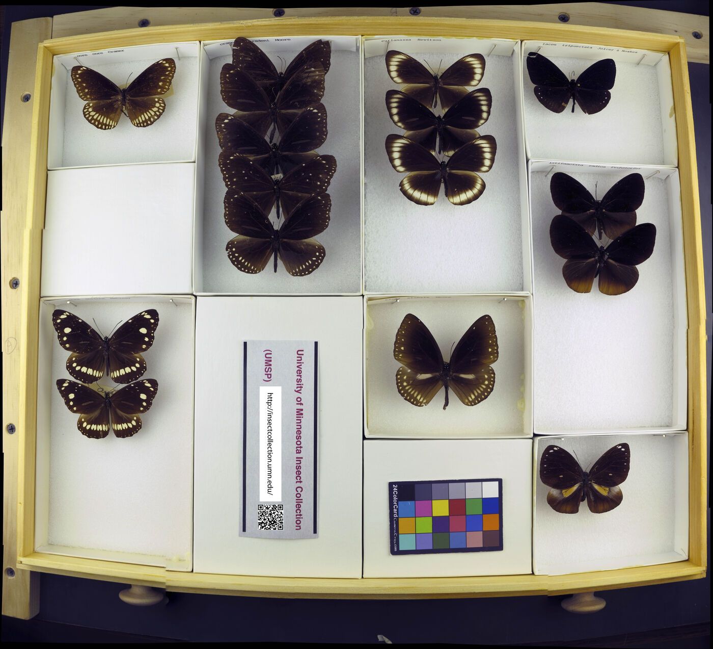 Euploea core core image