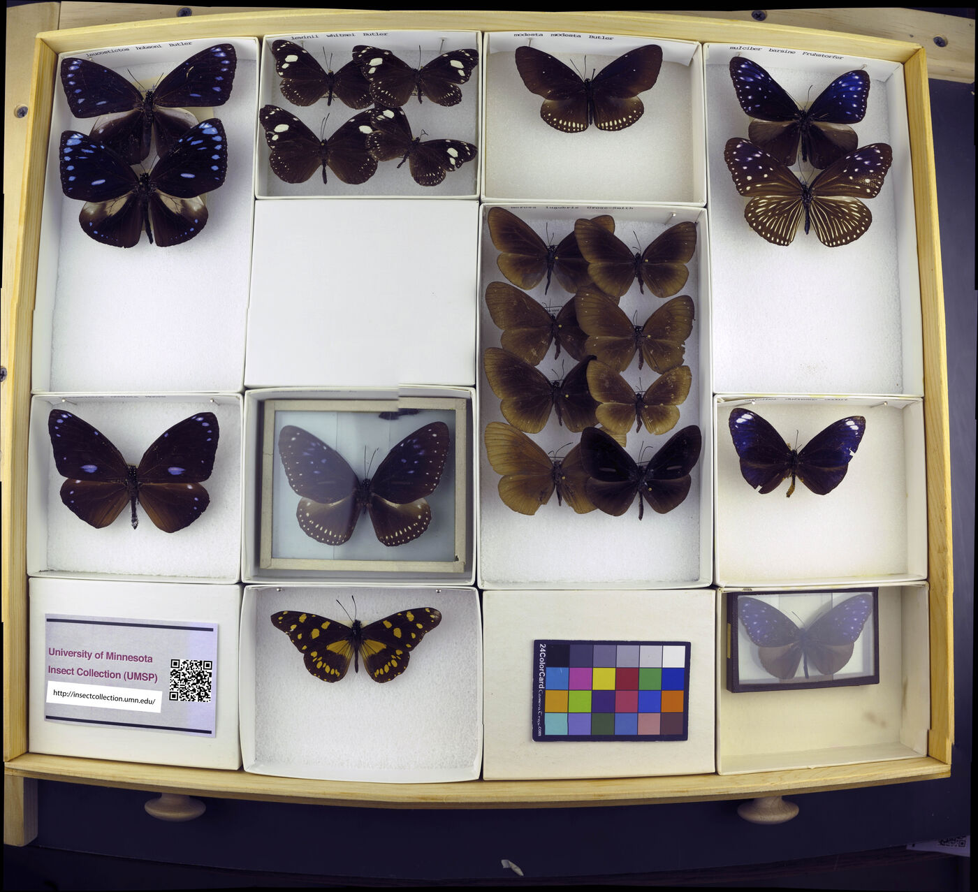 Euploea modesta image