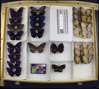 Media resource of Euploea mulciber