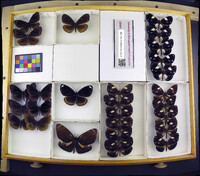 Media resource of Euploea radamanthus