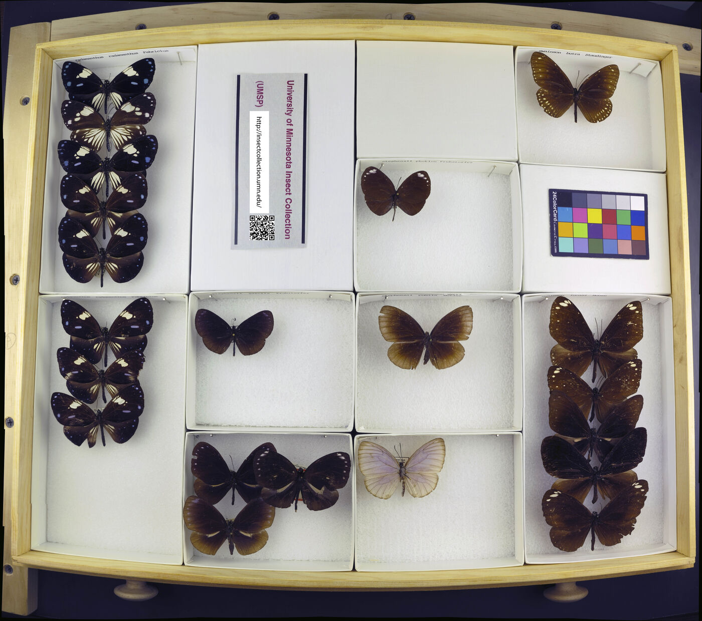 Euploea swainsoni image