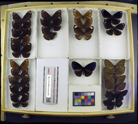 Euploea swainsoni image