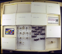 Media resource of Uracis imbuta