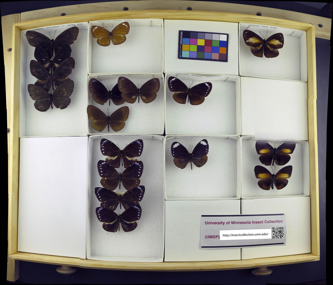 Euploea tulliolus image