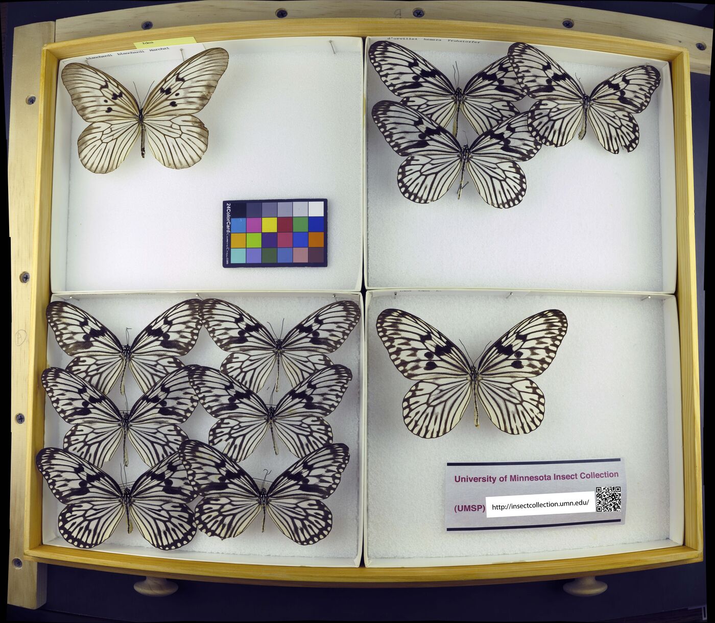 Idea blanchardii blanchardii image