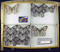 Media resource of Idea blanchardii