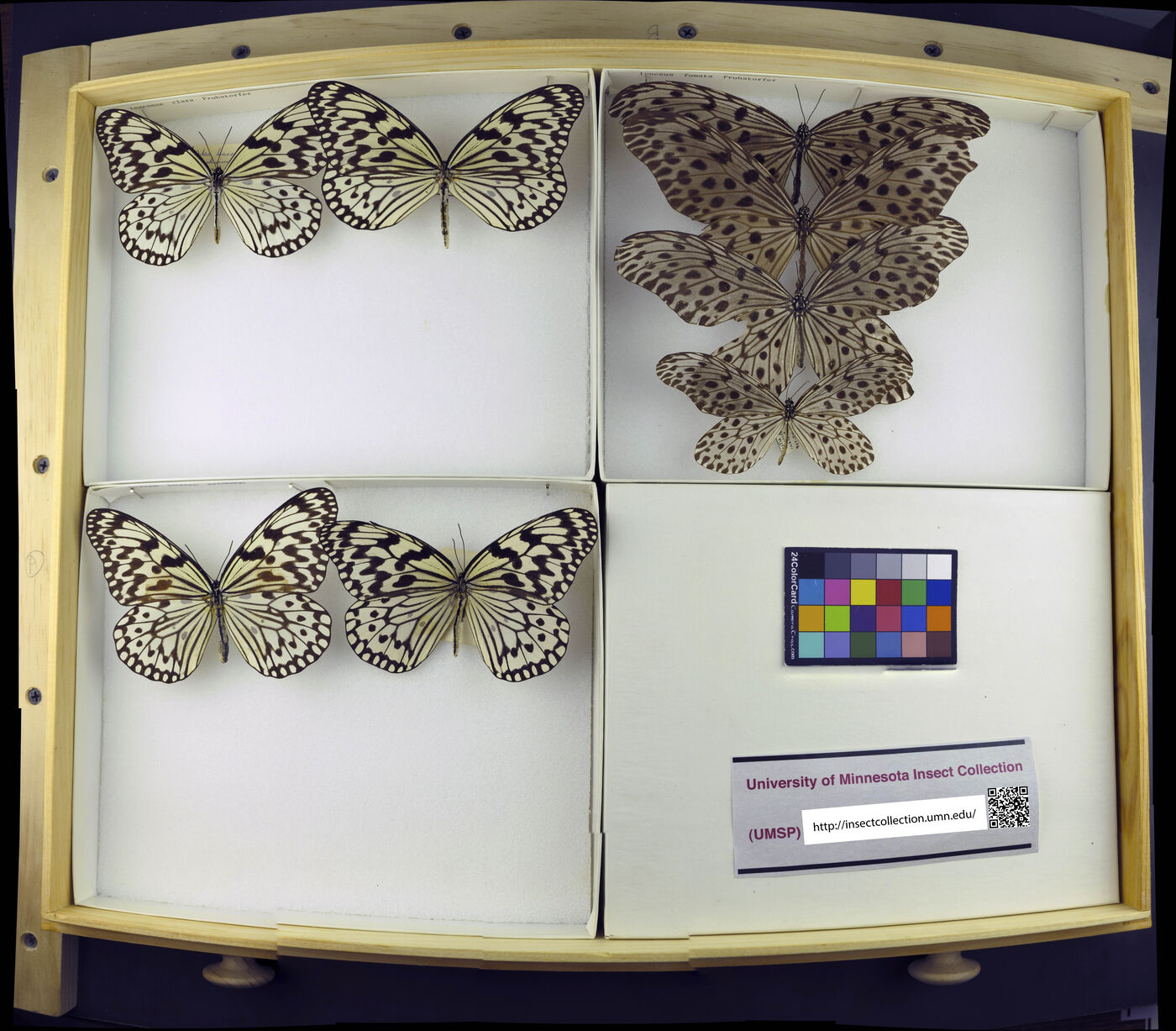 Idea leuconoe clara image