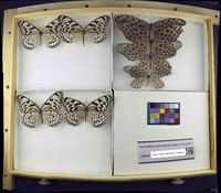 Media resource of Idea leuconoe