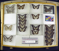 Media resource of Ideopsis gaura