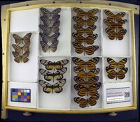 Media resource of Ideopsis similis