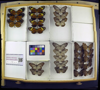 Media resource of Lycorea cleobaea