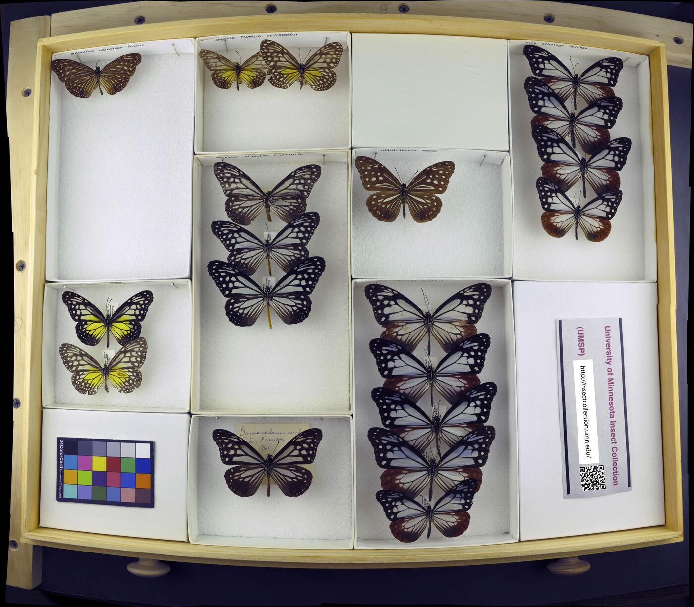 Parantica aspasia image