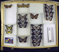 Media resource of Parantica aspasia