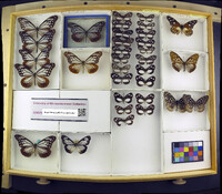 Media resource of Tellervo zoilus