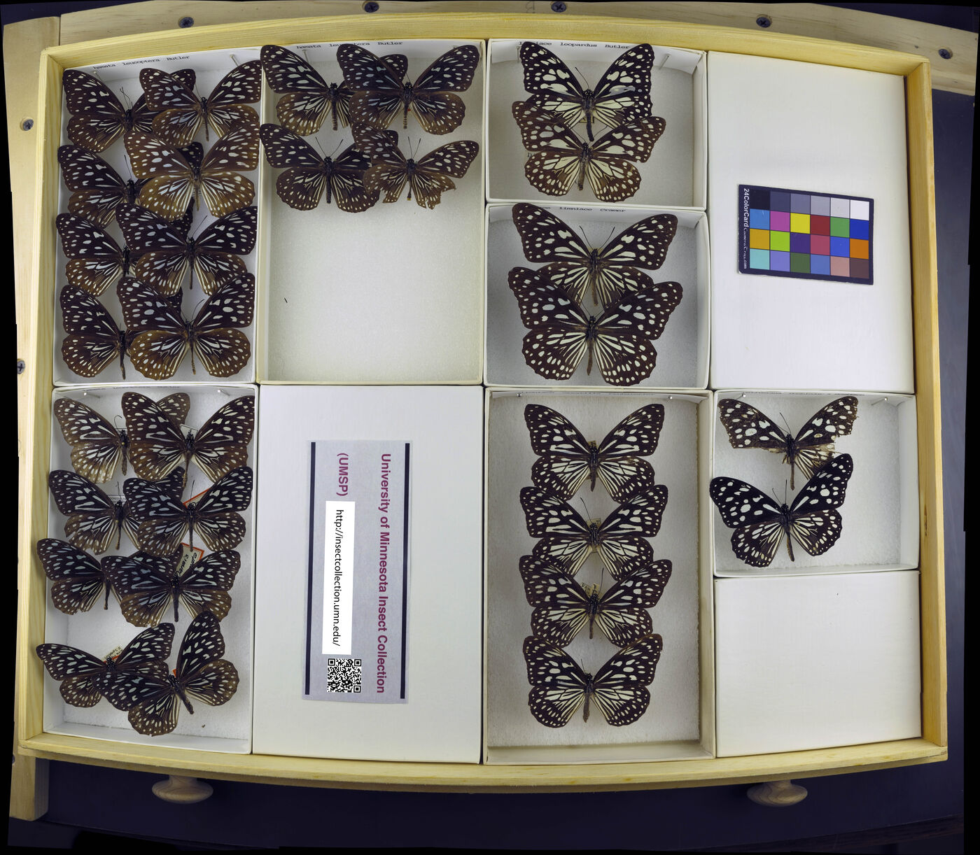 Tirumala hamata image