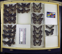 Media resource of Tirumala hamata