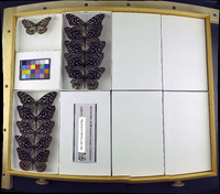 Media resource of Tirumala septentrionis