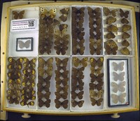 Cercyonis pegala image