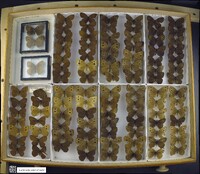 Cercyonis pegala image