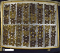 Cercyonis pegala image