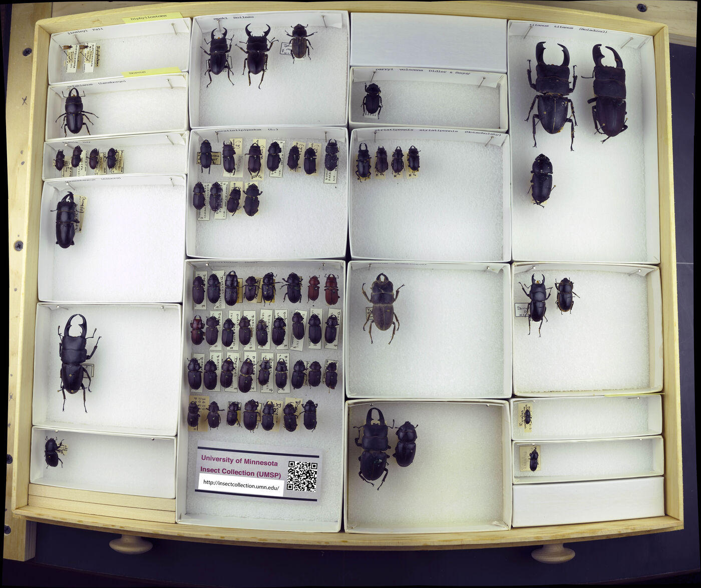 Diphyllostomatidae image