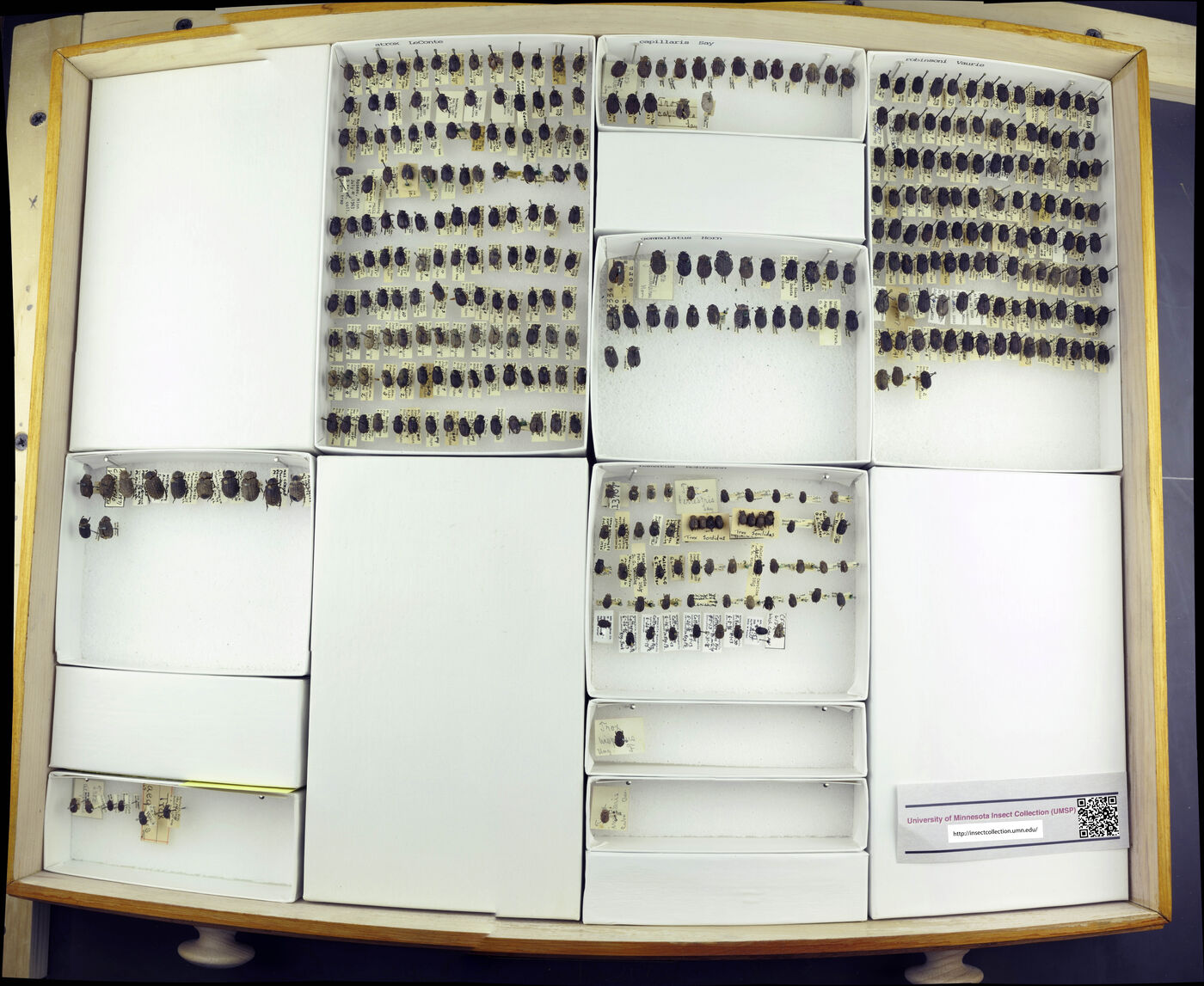 Trox capillaris image