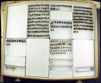 Media resource of Trox capillaris