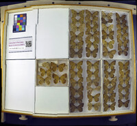 Media resource of Enodia portlandia