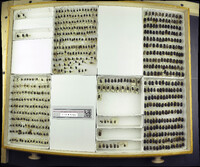 Media resource of Trox perlatus