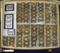 Enodia portlandia image