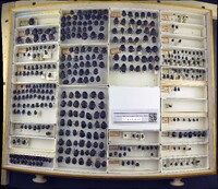 Media resource of Anachalcos cupreus