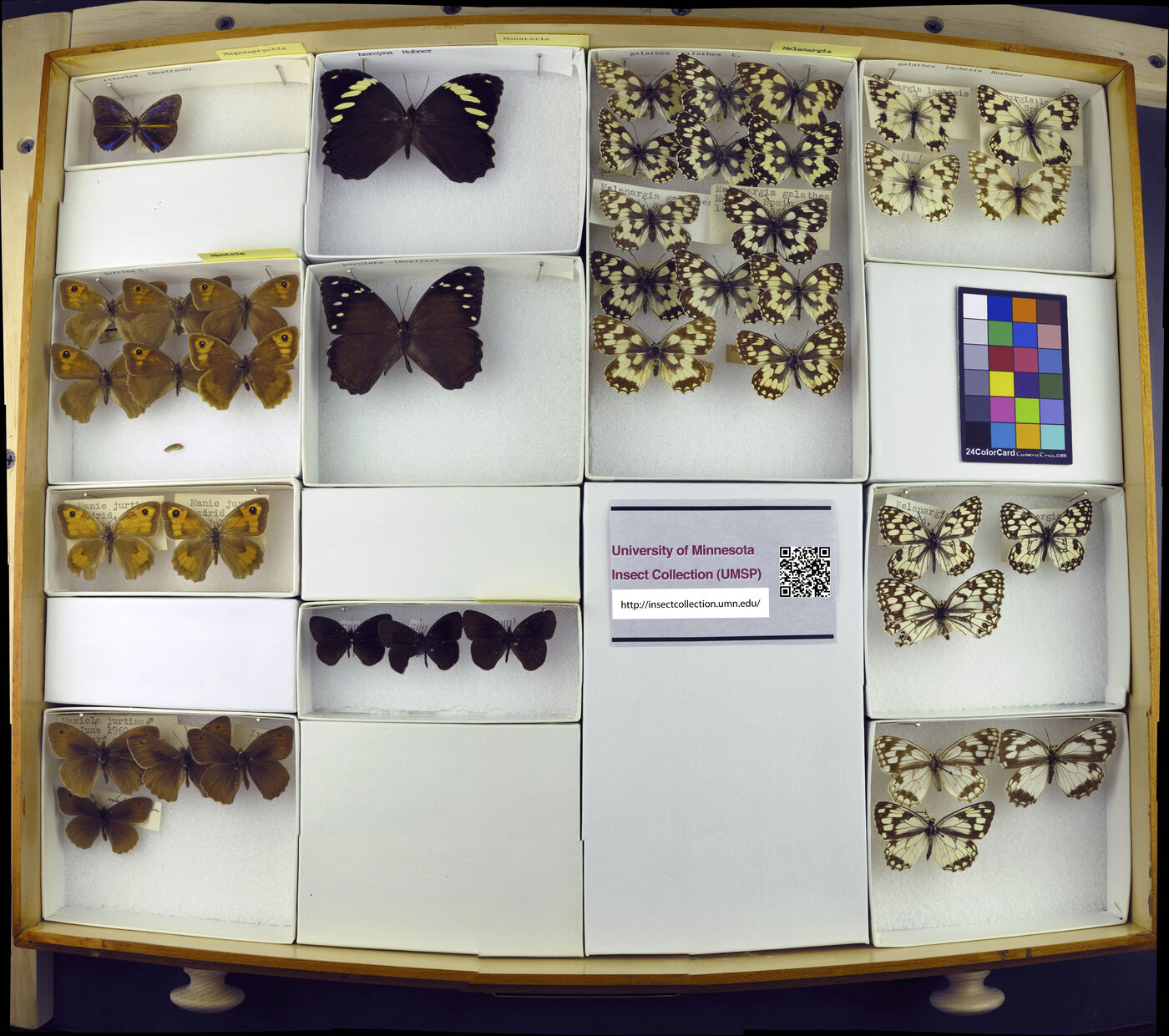 Manataria hercyna image