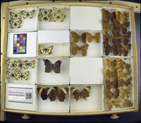 Media resource of Melanargia occitanica