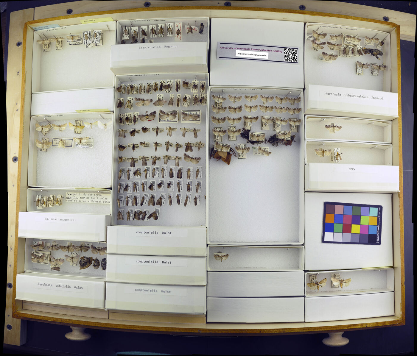 Achroia grisella image