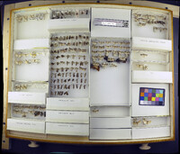 Media resource of Achroia grisella