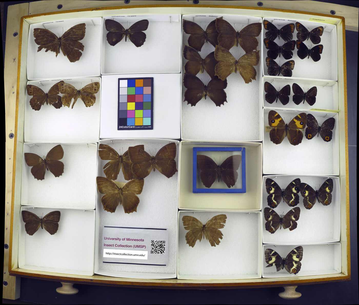 Tisiphone abeona image